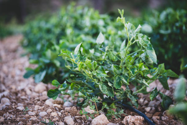 Kunde (Fresh Cowpea Leaves / Mboga ya Kunde)